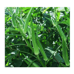 BHINDI SEEDS ARKA ANAMIKA