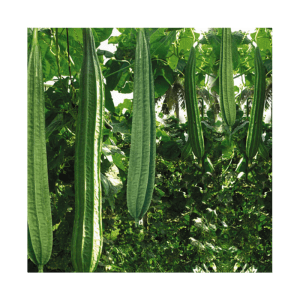 RIDGE GOURD RESEARCH MAAHI