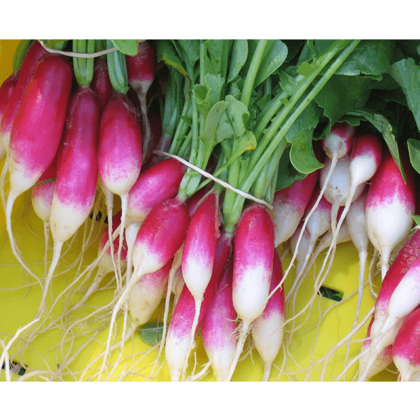 RADISH BOMBAY RED(AUSH)