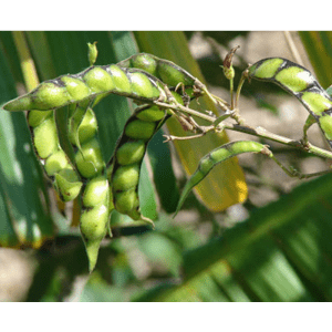 TOOR SEEDS SAVARNIYA(EARLY)